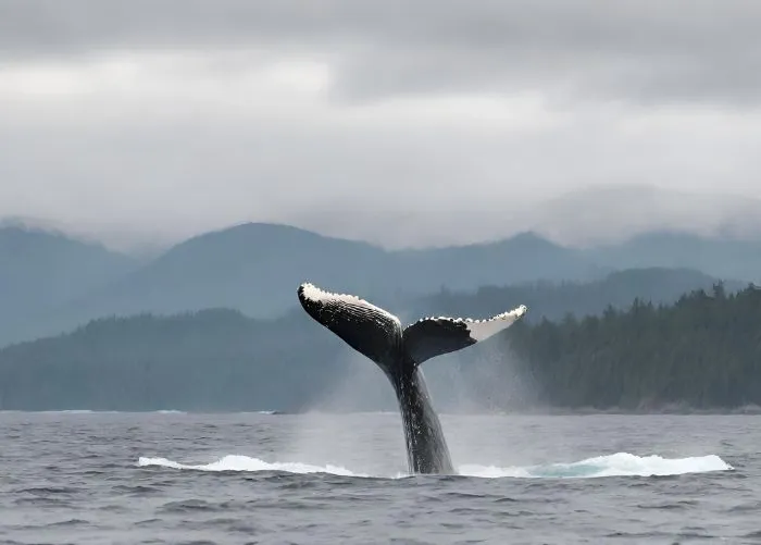 Whale Watching Wonder Vancouver Island